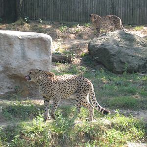 Cheetahs