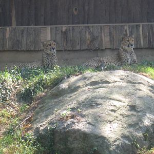 Cheetahs