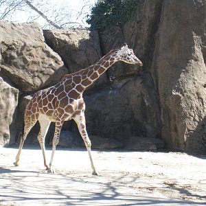 Retirculated Giraffe