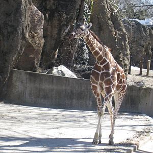 Retirculated Giraffe