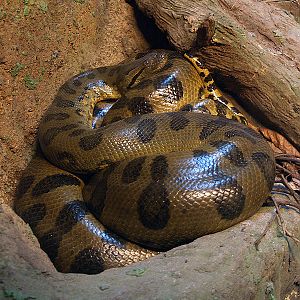 Cosmocaixa - Anaconda