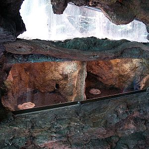 Cosmocaixa - Tarantulas