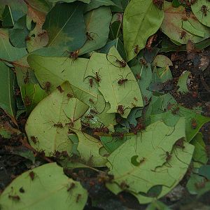 Cosmocaixa - Leaf-cutter ants
