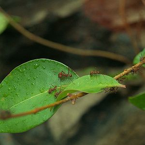 Cosmocaixa - Leaf-cutter ants