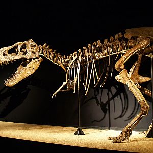 Cosmocaixa - Tarbosaurus