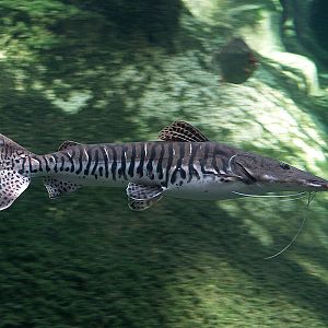 Cosmocaixa - Pseudoplatystoma fasciatum