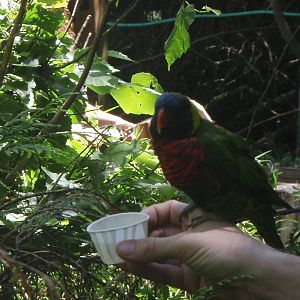 Bird Feeding