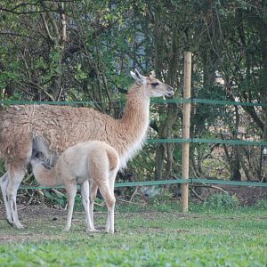 Suckling Guanaco at Yorkshire WP, 07/08/11