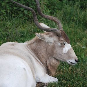 Addax at Yorkshire WP, 07/08/11