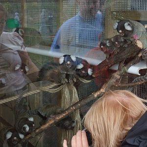 Common Marmosets at Yorkshire WP, 07/08/11