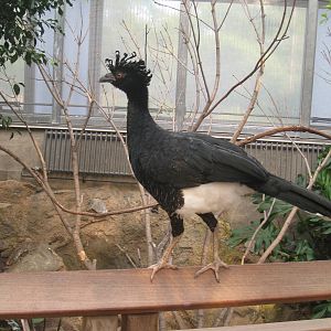 Yellow-knobbed Curassow (female)