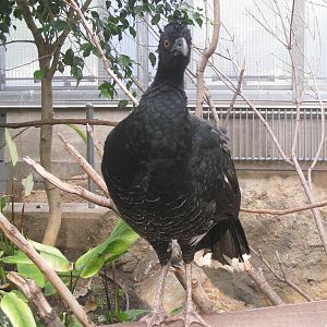 Yellow-knobbed Curassow (female)