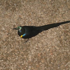 Golden-breasted Starling
