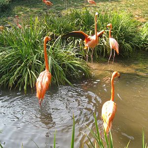 Red Flamingoes