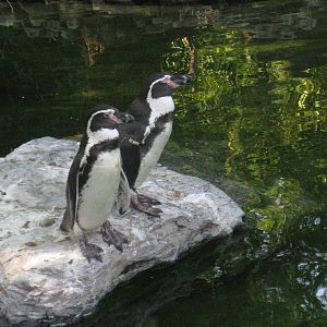 Humboldt's Penguins