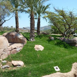 SDWAP - Modified Lion Exhibit