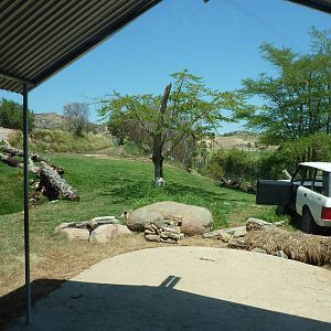 SDWAP - Modified Lion Exhibit
