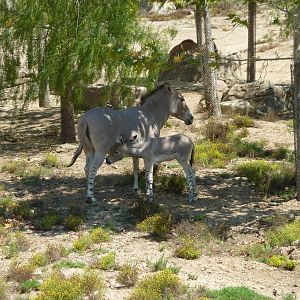 SDWAP - New Somalian Wild Ass Foal