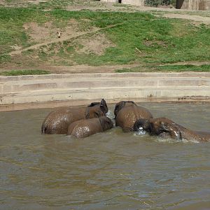 SDWAP - Baby Elephants playing in the water