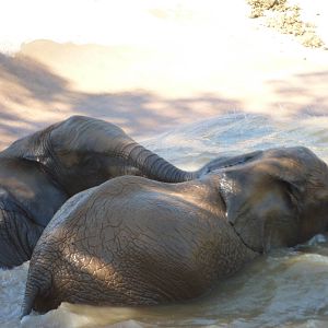SDWAP - Baby Elephants playing in the water