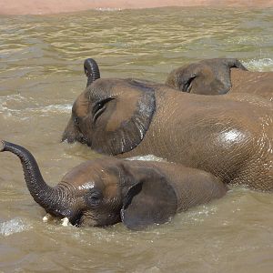 SDWAP - Baby Elephants playing in the water