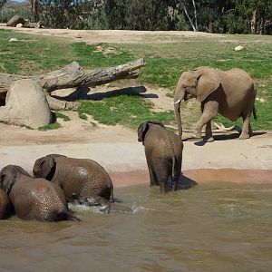 SDWAP - Baby Elephants playing in the water
