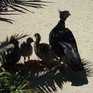 SDZ - Crested Screamer and Babies