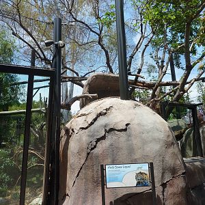 SDZ- North Chinese Leopard