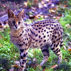 Serval