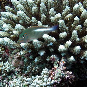 Arc-eye Hawkfish