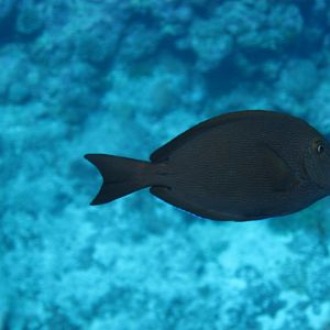 Blue-Lined Surgeonfish