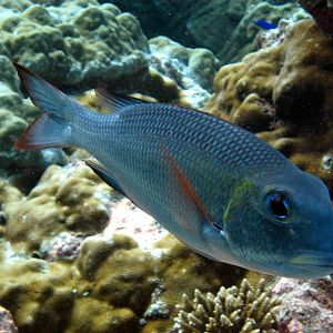 Bigeye Bream (Monotaxis grandoculis)