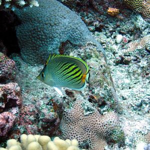 Dot-and-Dash Butterflyfish