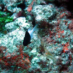 Pacific Half-and-Half Chromis