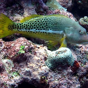 Halfspotted Hawkfish