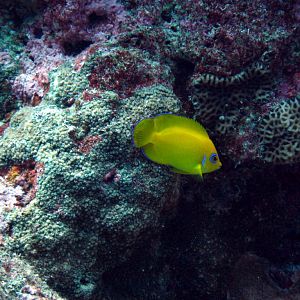 Lemonpeel Angelfish