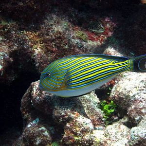 Lined (or Striped) Surgeonfish