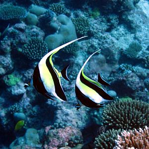 Moorish Idols