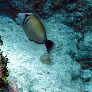 Scythe Triggerfish