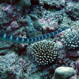 Seasnake (Laticauda schistorhynchus)