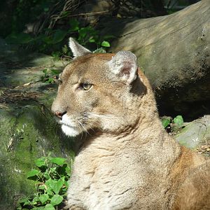 Puma Los Coyotes Zoo