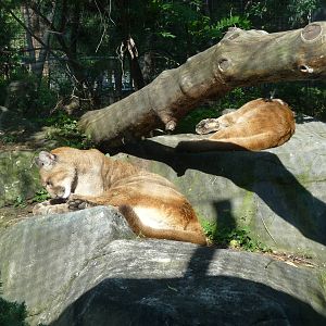 Pumas Los Coyotes Zoo