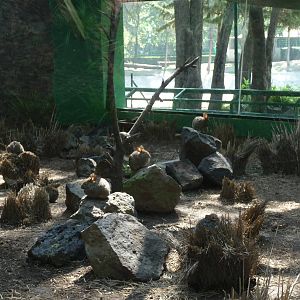 Volcano Rabbit exhibit