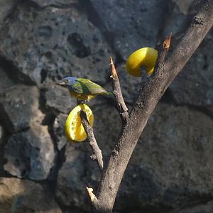 painted bunting Los Coyotes Zoo