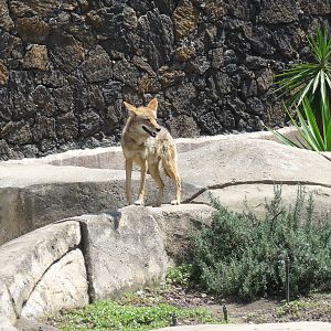 coyote San juan de Aragon Zoo