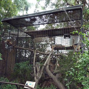 Binturong Exhibit #1