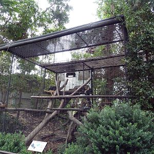 Binturong Exhibit #2