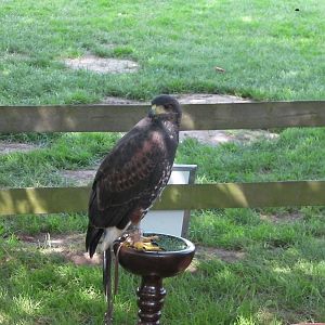 Birds of Prey Show - 02.08.2011