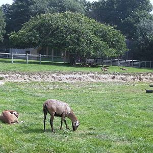 Cameroon Sheep Paddock- 02.08.2011