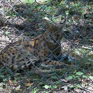 Serval - 02.08.2011